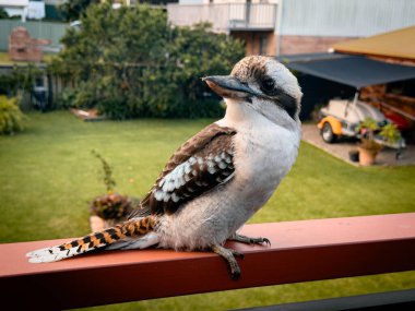 Avustralya 'nın vahşi yaşamı: Focus' ta yalıçapkını. NSW 'de. Kuşlar.