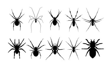 Örümceklerin Silueti, Koleksiyon