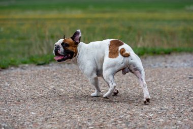 Köpek parkta yolda koşuyor.