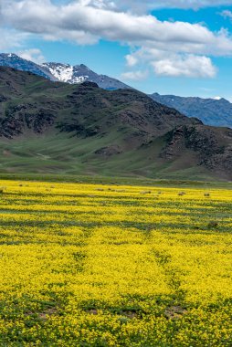 road through a rapeseed field, yellow flowers in the mountains