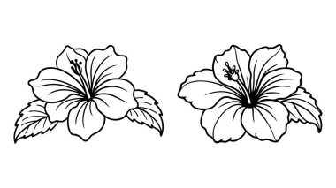 Hibiscus çiçeği beyaz arkaplana siyah beyaz çizgi sanatı koydu. Zarif tasarım için klasik çiçek çizimleri