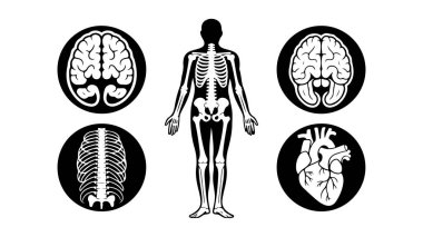 Tıbbi ve bilimsel elementlerle insan anatomisini biçimlendirmek, insan vücudunun anatomik temalı vektör çizimi