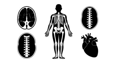 Tıbbi ve bilimsel elementlerle insan anatomisini biçimlendirmek, insan vücudunun anatomik temalı vektör çizimi