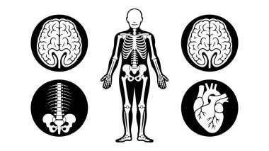 Tıbbi ve bilimsel elementlerle insan anatomisini biçimlendirmek, insan vücudunun anatomik temalı vektör çizimi