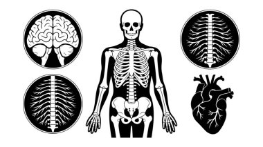 Tıbbi ve bilimsel elementlerle insan anatomisini biçimlendirmek, insan vücudunun anatomik temalı vektör çizimi