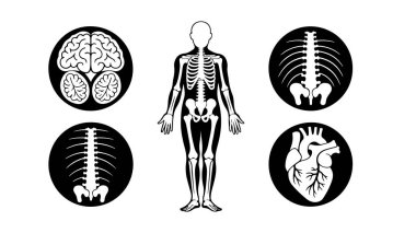 Tıbbi ve bilimsel elementlerle insan anatomisini biçimlendirmek, insan vücudunun anatomik temalı vektör çizimi