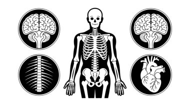 Tıbbi ve bilimsel elementlerle insan anatomisini biçimlendirmek, insan vücudunun anatomik temalı vektör çizimi