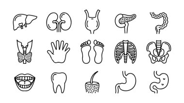 İnsan anatomisi ve organ çizimleri, insan organlarının vektör kümesi.