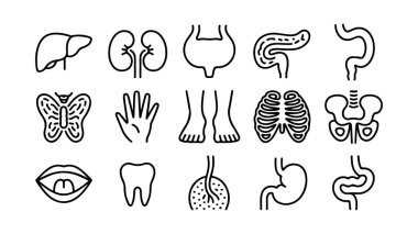 İnsan anatomisi ve organ çizimleri, insan organlarının vektör kümesi.