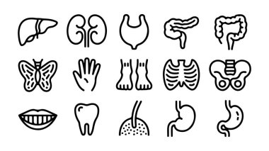 İnsan anatomisi ve organ çizimleri, insan organlarının vektör kümesi.