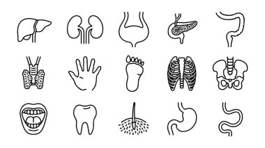 İnsan anatomisi ve organ çizimleri, insan organlarının vektör kümesi.