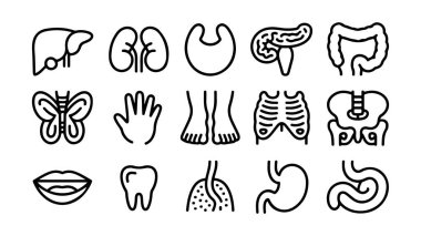 İnsan anatomisi ve organ çizimleri, insan organlarının vektör kümesi.
