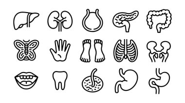 İnsan anatomisi ve organ çizimleri, insan organlarının vektör kümesi.