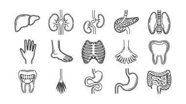 İnsan anatomisi ve organ çizimleri, insan organlarının vektör kümesi.