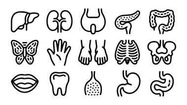 İnsan anatomisi ve organ çizimleri, insan organlarının vektör kümesi.