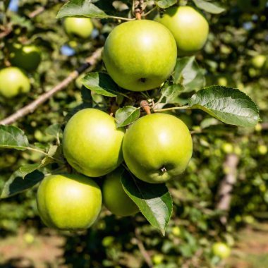 photo of branches with ripe green apples in a apple orchard, Canon 85mm clipart