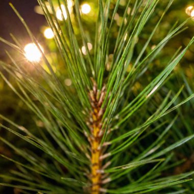 An extreme macro of a Christmas tree's pine needles with lights reflecting, with a shallow focus and a Dutch angle, in a vibrant anime style clipart