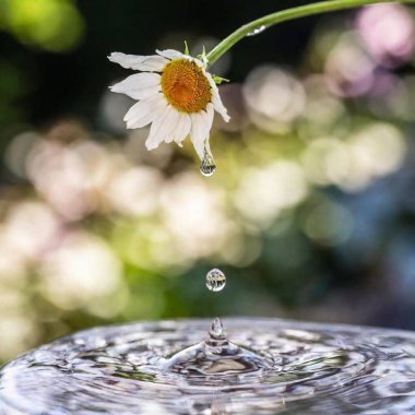 close - up of water drop on the daisy flower clipart