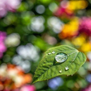 water drops on green leaf clipart