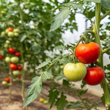 tomatoes in the garden clipart