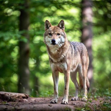 portrait of a wolf in forest clipart