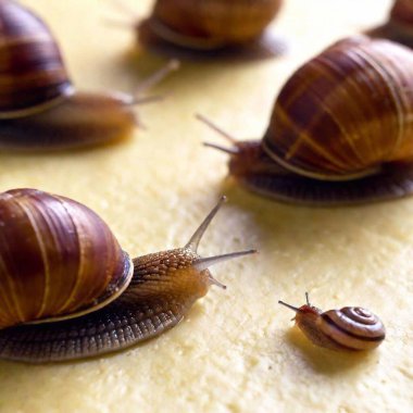 several slugs and snails crawling over uncooked bread dough clipart