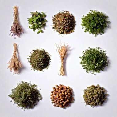 various spices and herbs in white background clipart