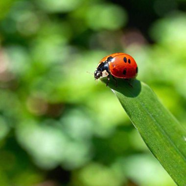 ladybug in grass, flora and fauna clipart