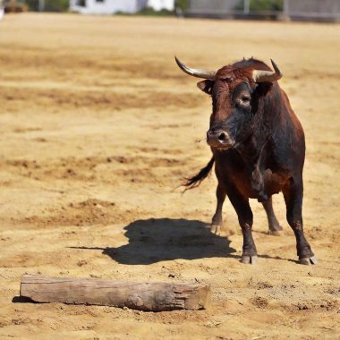 bull with horns in spain in the country clipart