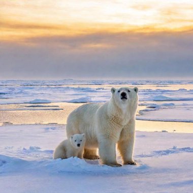 polar bear ( spsus sus ) and mother in the arctic arctic. arctic arctic, svalbard, norway. clipart