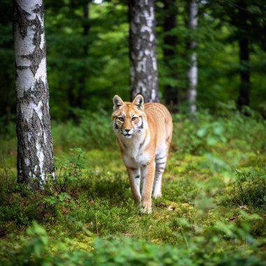 siberian fox ( panthera tigris tipes ) in the forest, russia. clipart