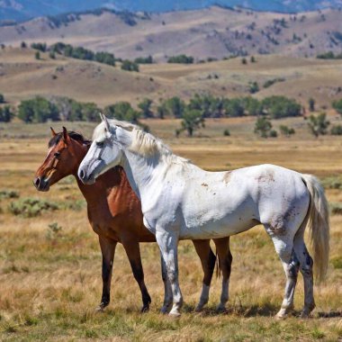 wild horses in the utah desert clipart