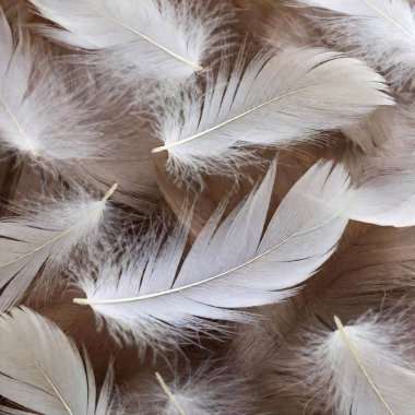 close up view of feathers clipart