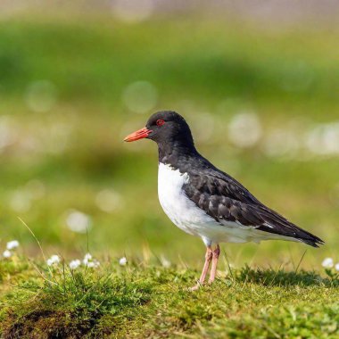 close up of a bird in the grass clipart