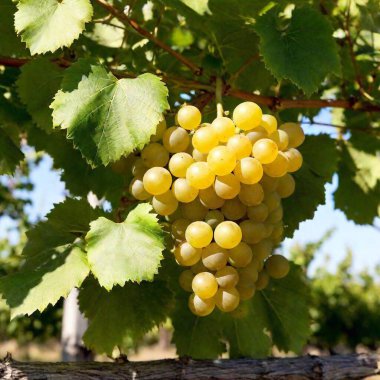 grapes in the vineyard clipart