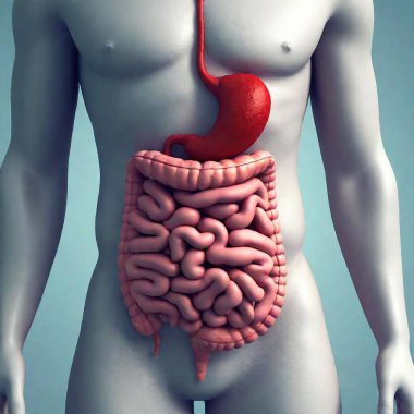 3 d illustration of human digestive system anatomy for internal organs clipart