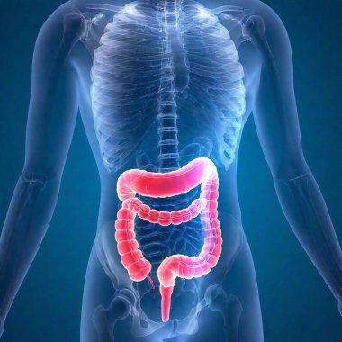 diagram of human gastrointestinal tract clipart