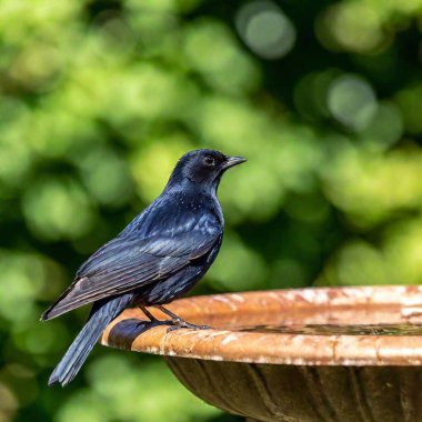 native tennesee birds in a bird bath clipart