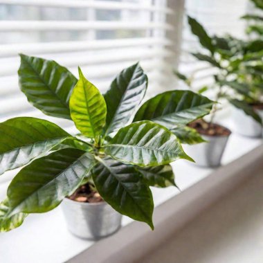 green leaves on a windowsill clipart