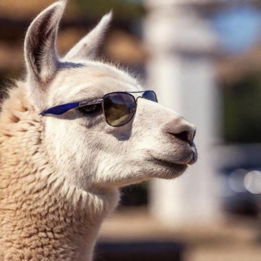 a closeup shot of a cute furry alpaca with a white glasses on the top of a blurred background clipart