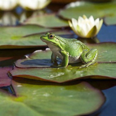 a literary frog sitting on a lily pad clipart