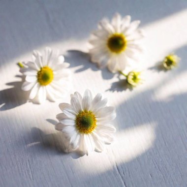 white daisy flower on a white background clipart