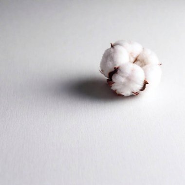 white fluffy cotton flowers isolated on a white background clipart