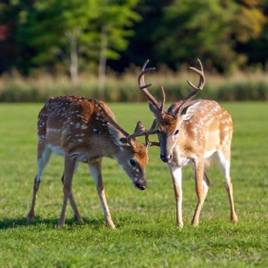 two whitetail bucks locking horns clipart