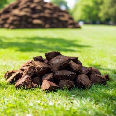 heap of brown grass and pile of firewood on green grass in the yard clipart