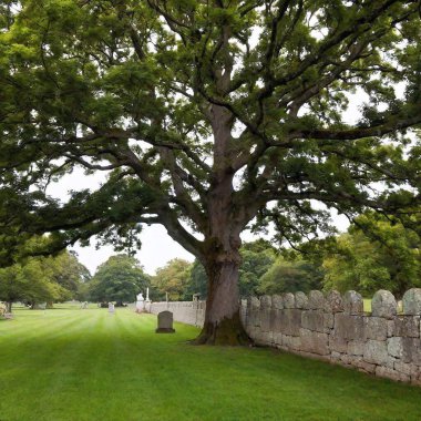 a vertical shot of a tree with green leaves clipart