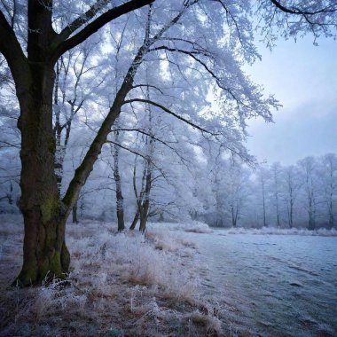 Imagine a serene abstract landscape during winter, where trees have transparent, ice-like leaves shimmering under a pale moonlight. The ground is softly covered in white frost, and delicate, glowing flowers emit a soft blue light, creating a clipart