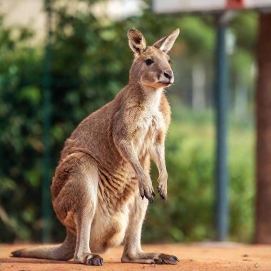 Basketball-Playing Kangaroos: Imagine a professional basketball league where the players are kangaroos. They use their natural jumping ability to perform stunning dunks and rebounds. Each kangaroo wears a team jersey and sneakers, bringing a new clipart