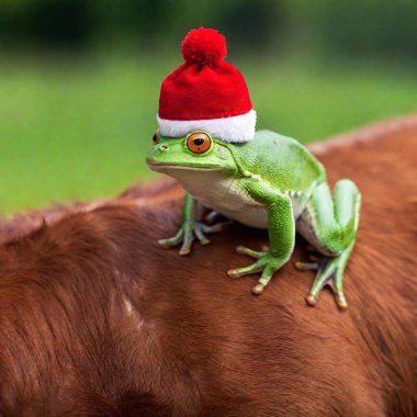 frog riding on the back of a bull wearing a red beanie hat clipart