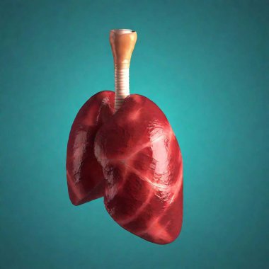 lung red realistic isolated clipart